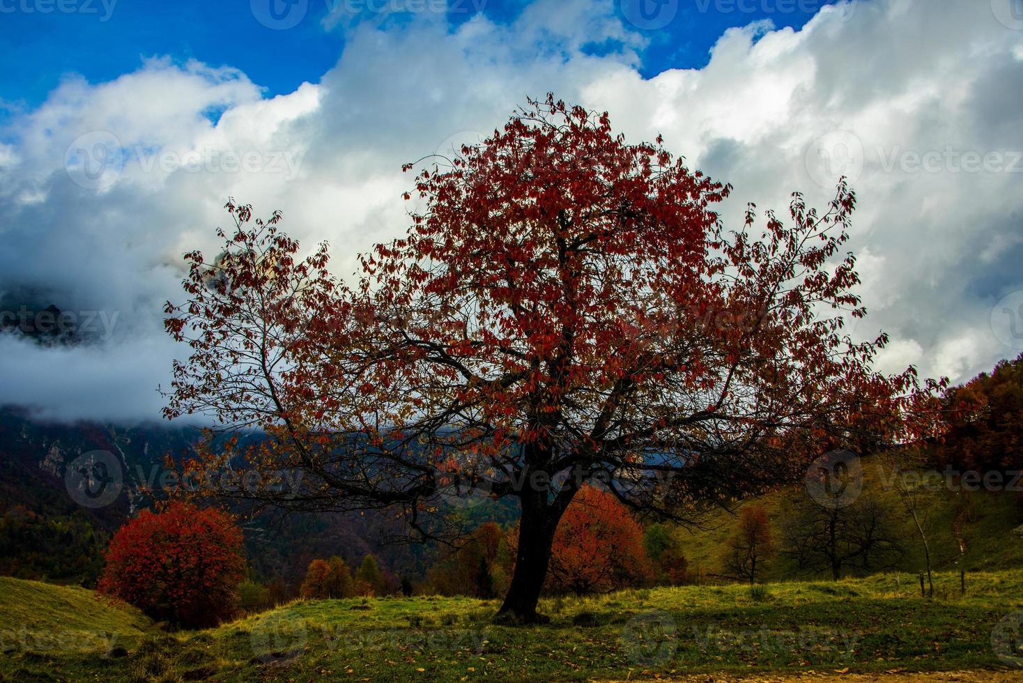 árbol con hojas rojas foto