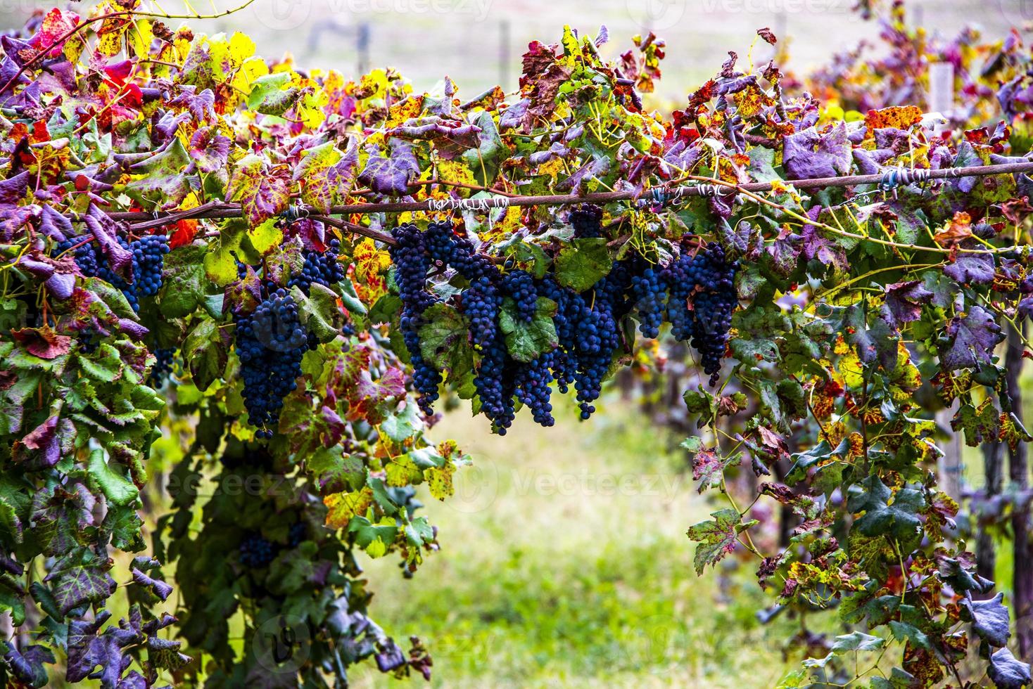 autumn grapes three photo
