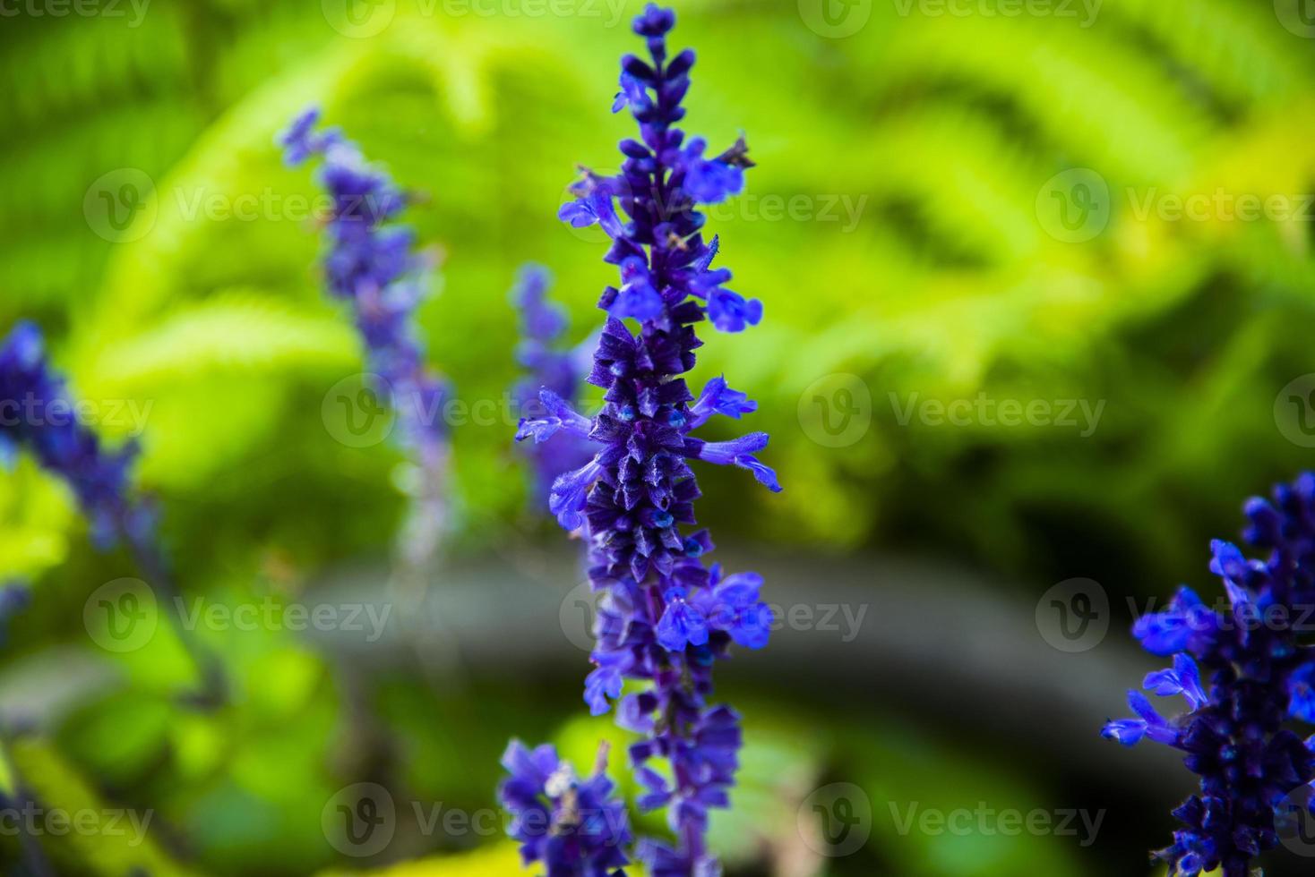 Salvia farinacea zero photo