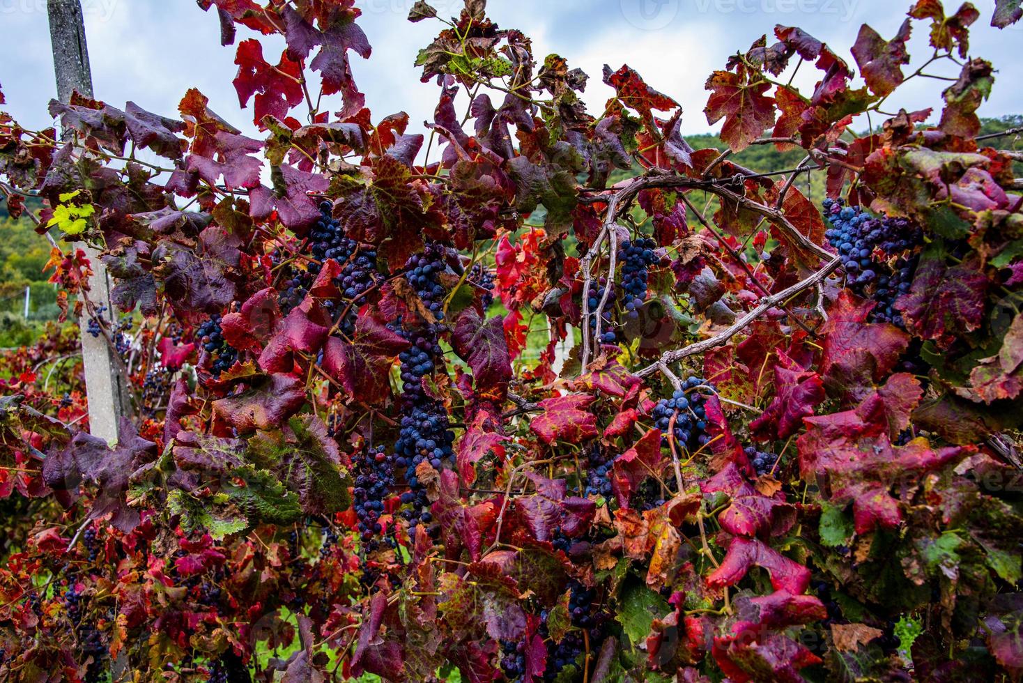 autumn grapes one photo