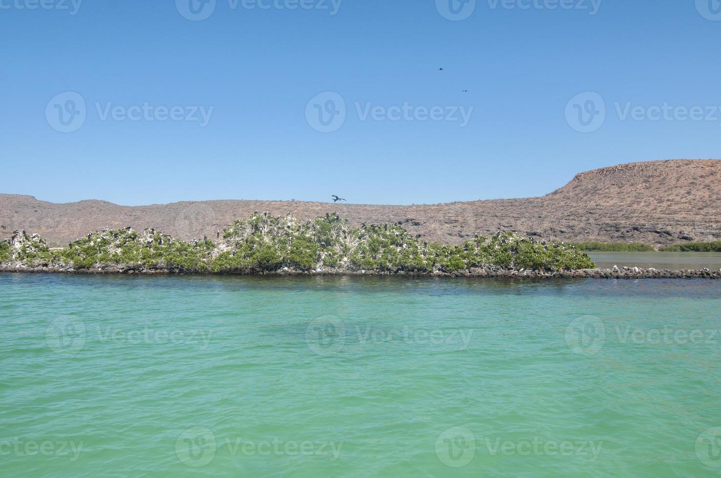 Isla Espiritu Santo, Baja California photo
