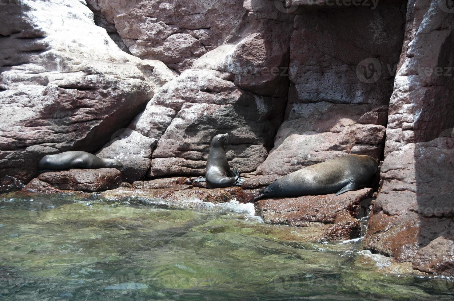 Sellos en el archipiélago isla espiritu santo en la paz, baja california foto