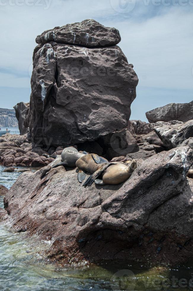 Seals on archipielago Isla Espiritu Santo in La Paz, Baja California photo