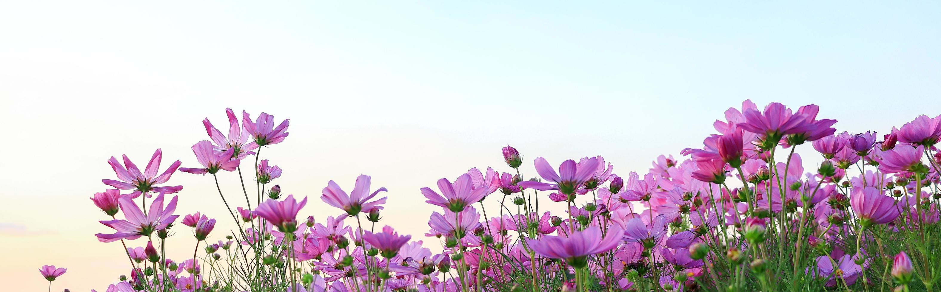 Cosmos flowers are blooming beautifully in the natural garden photo