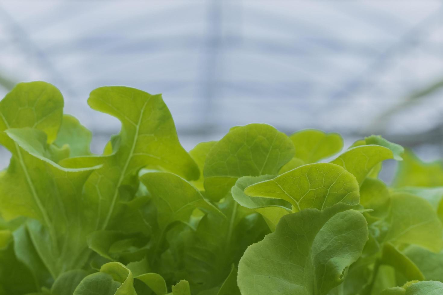 Hydroponic lettuce growth photo