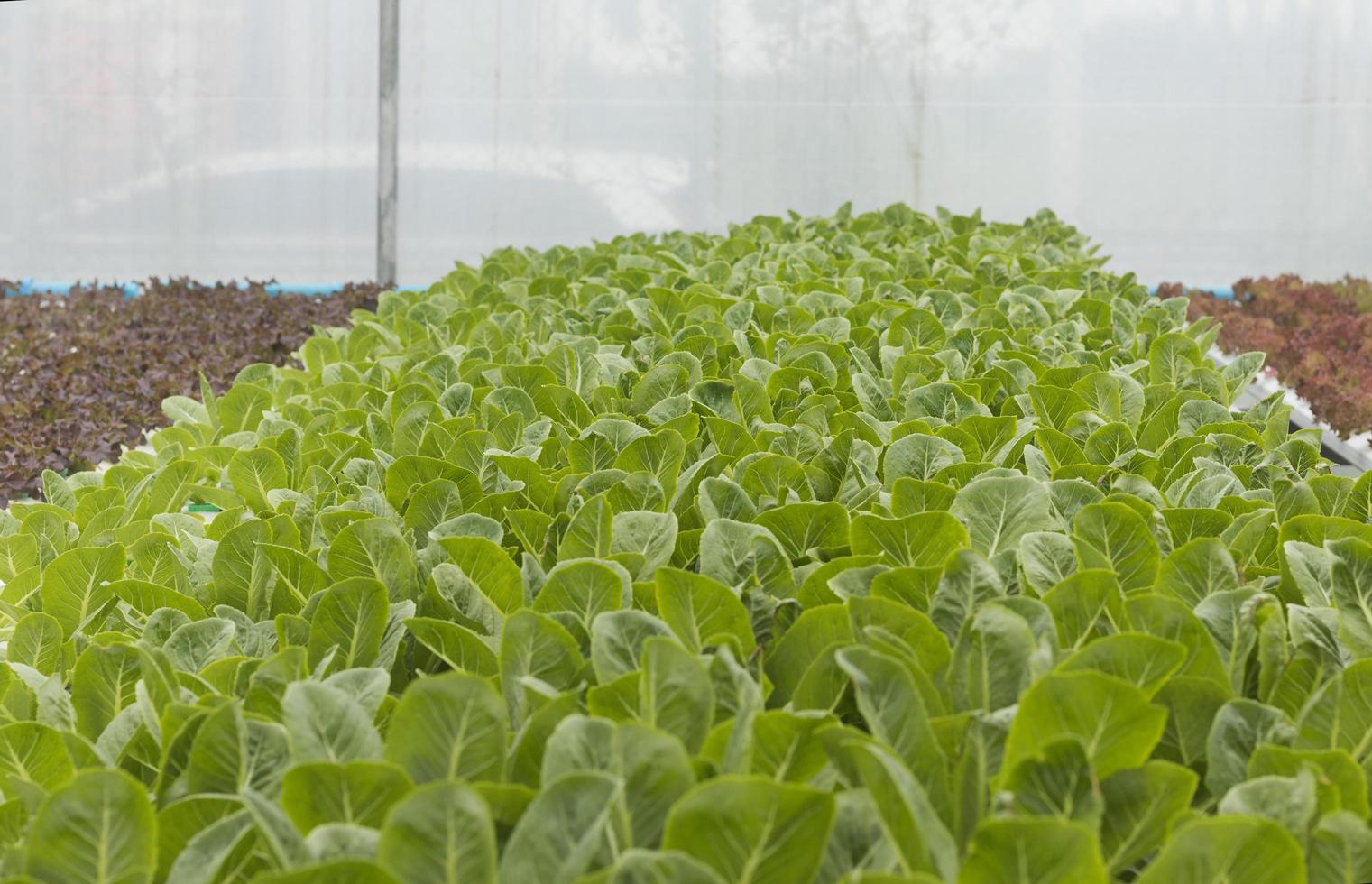 Organic vegetable farming hydroponics photo