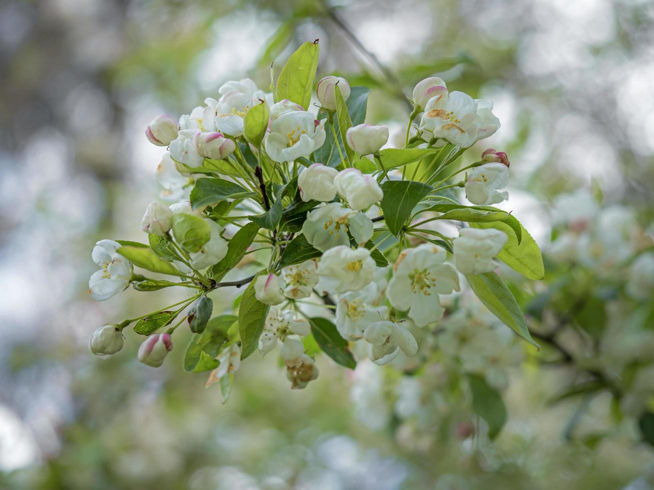 Pretty white blossom on a crab apple tree photo