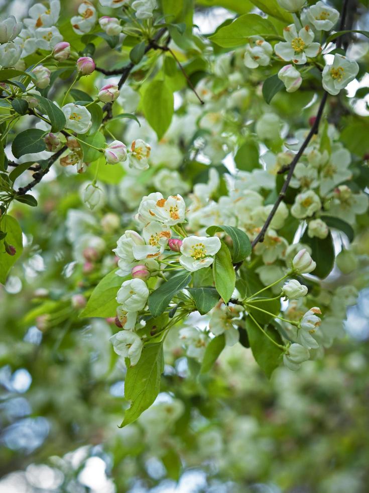 Pretty white blossom on a crab apple tree photo