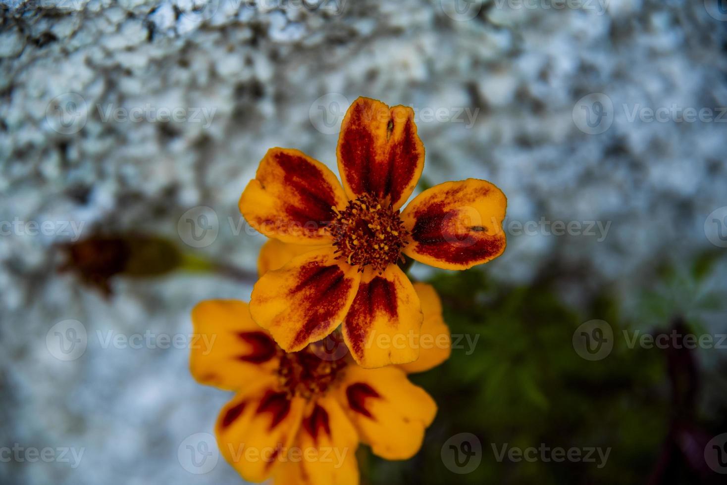 tagetes patula uno foto