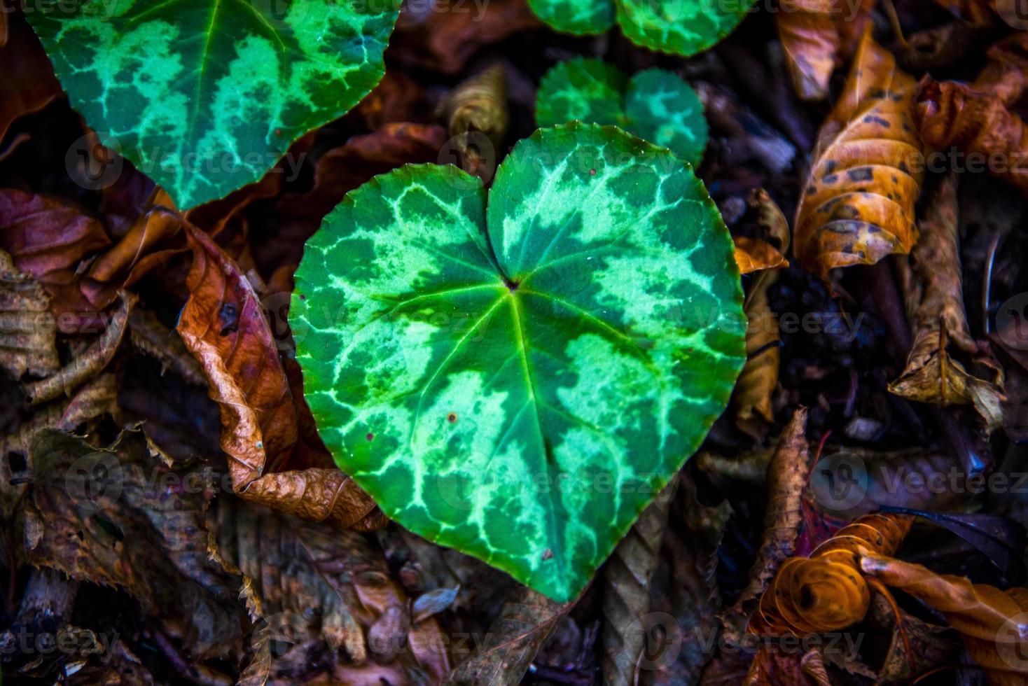 Cyclamen Purpurascens zero photo