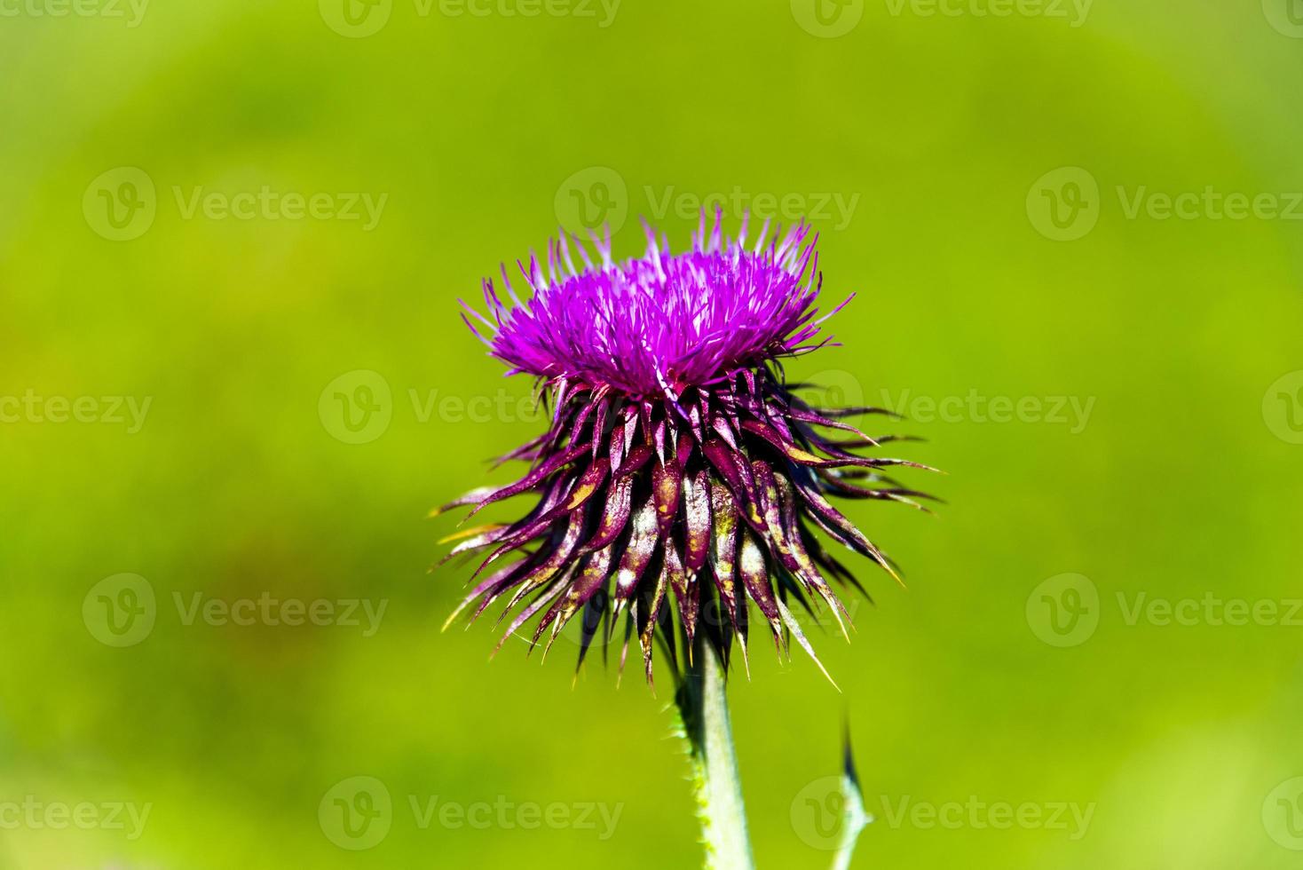 autumn thistle zero photo