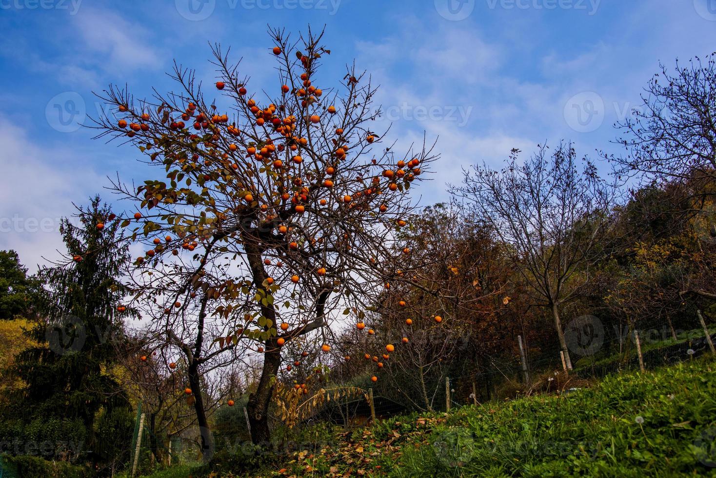 persimmon tree on meadow photo