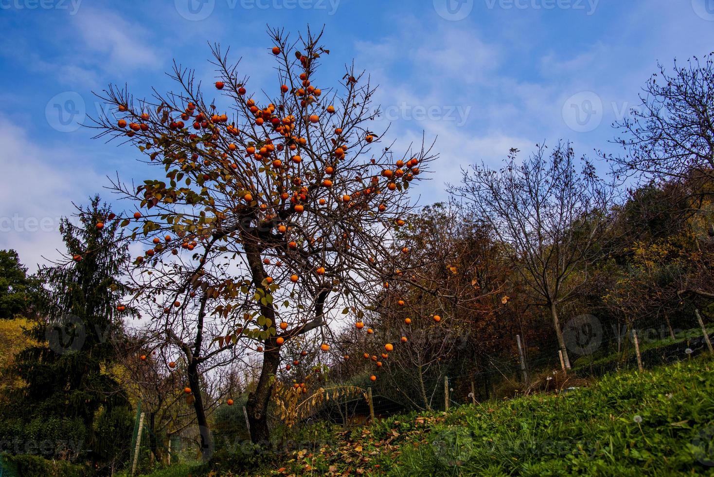 árbol de caqui en la pradera foto