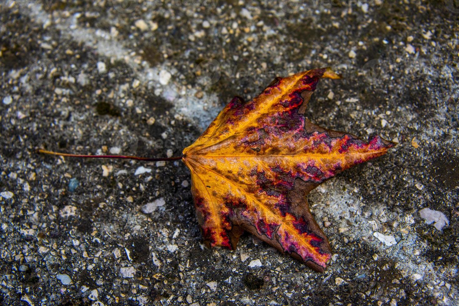 los colores del otoño foto