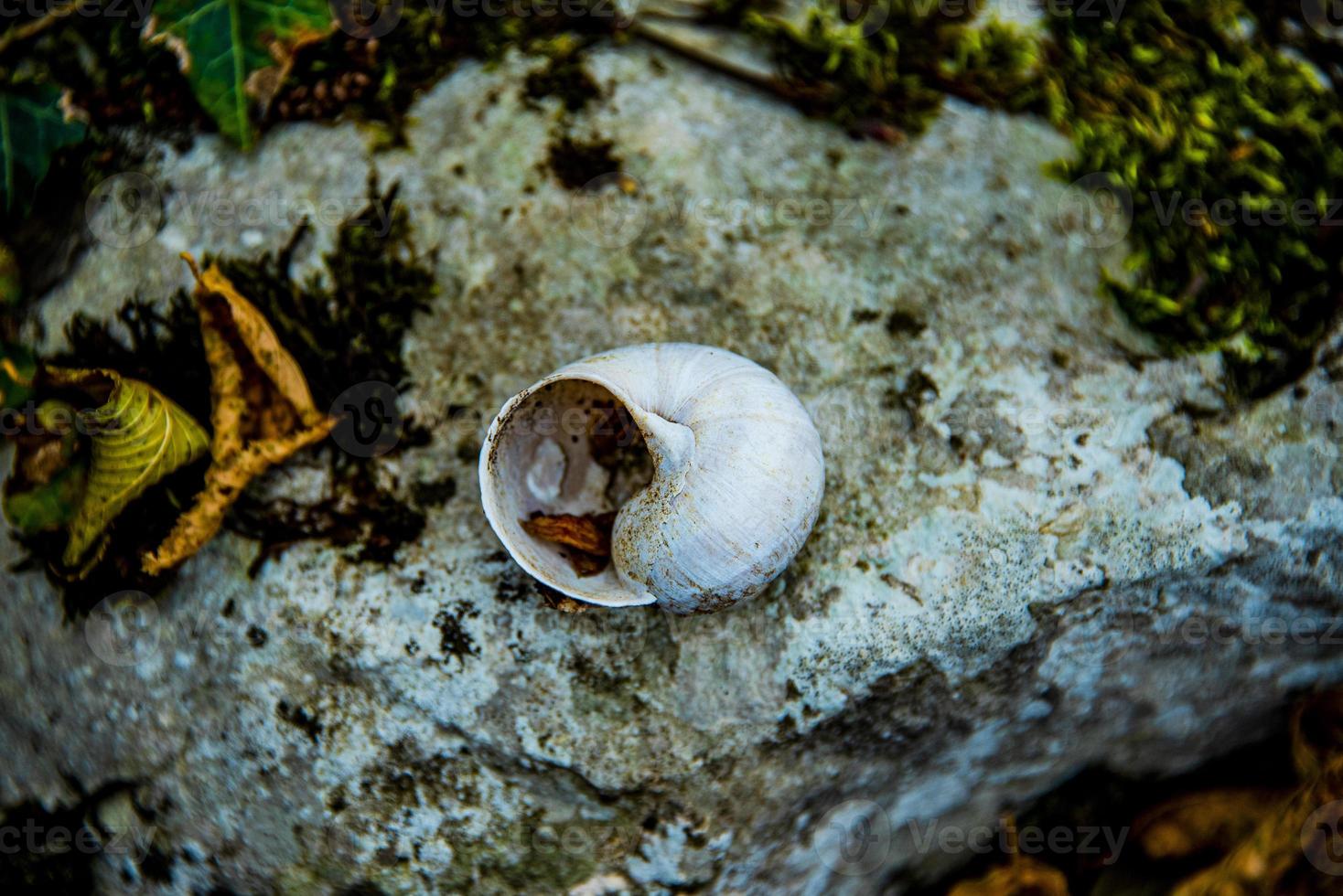 White snail shell photo