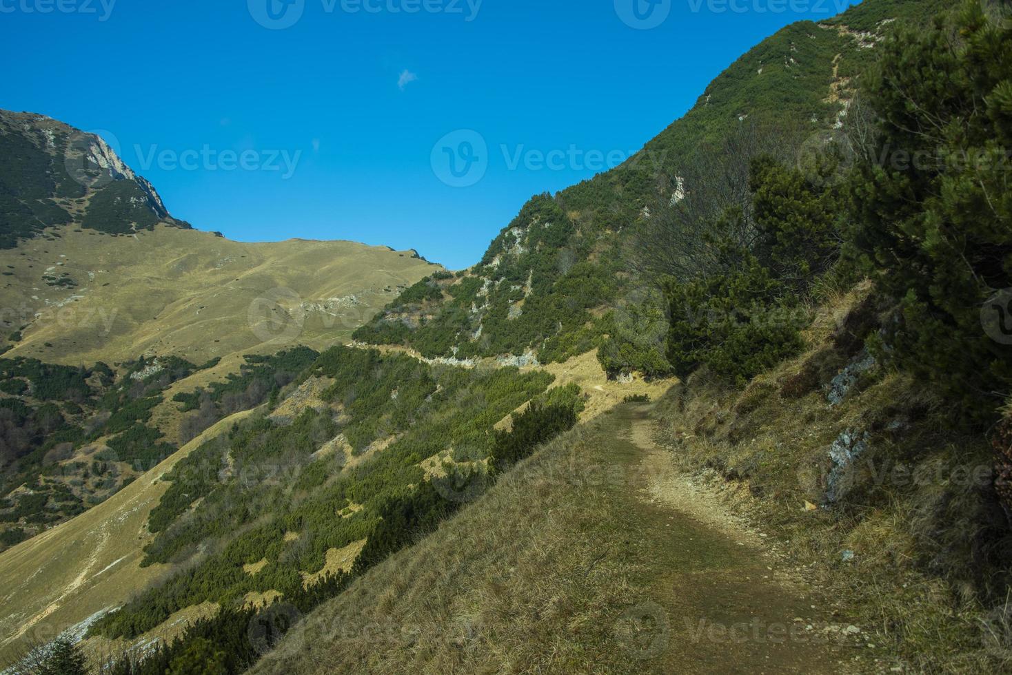 alpine trail among mountain pine trees photo