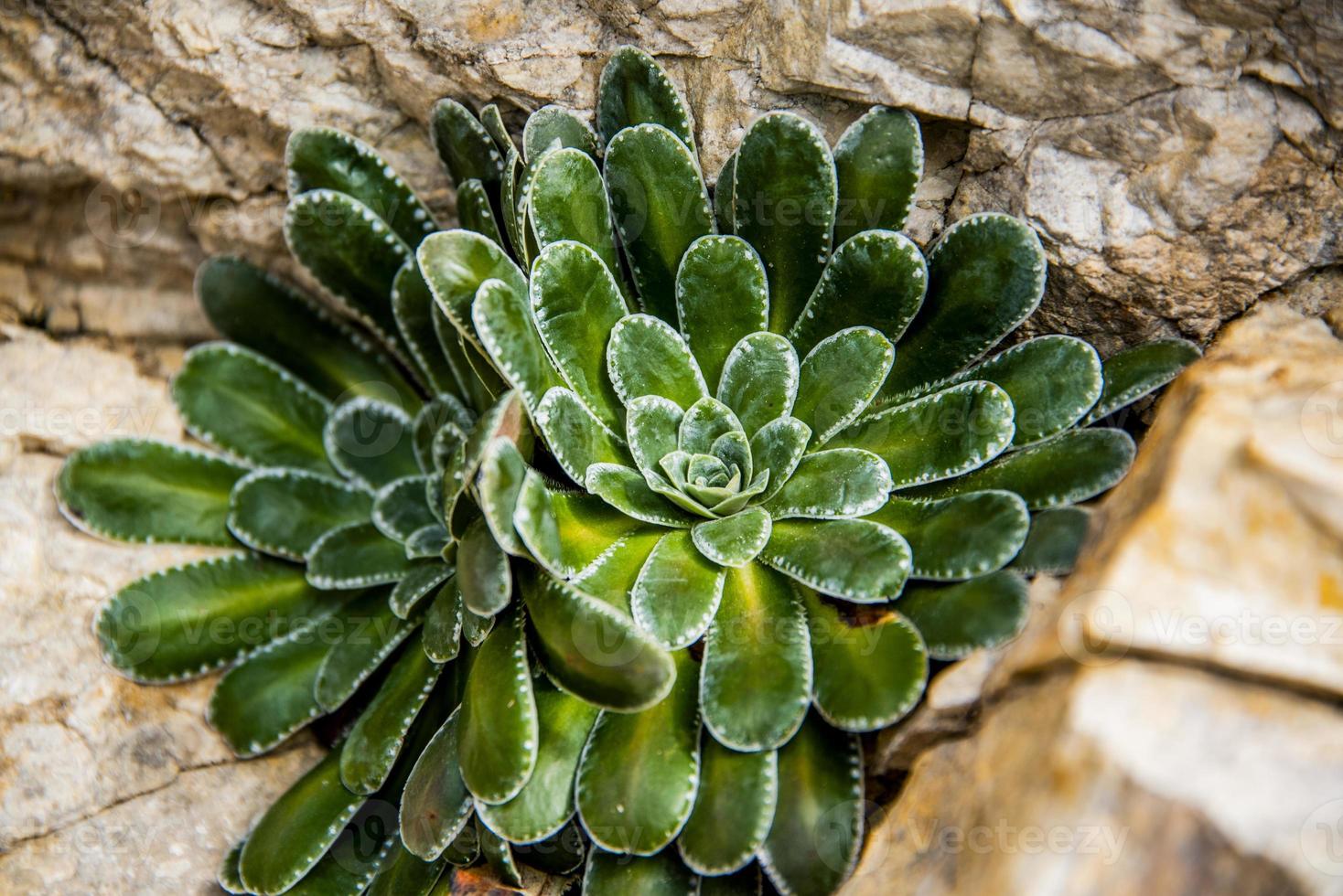 Saxifraga ze ro photo