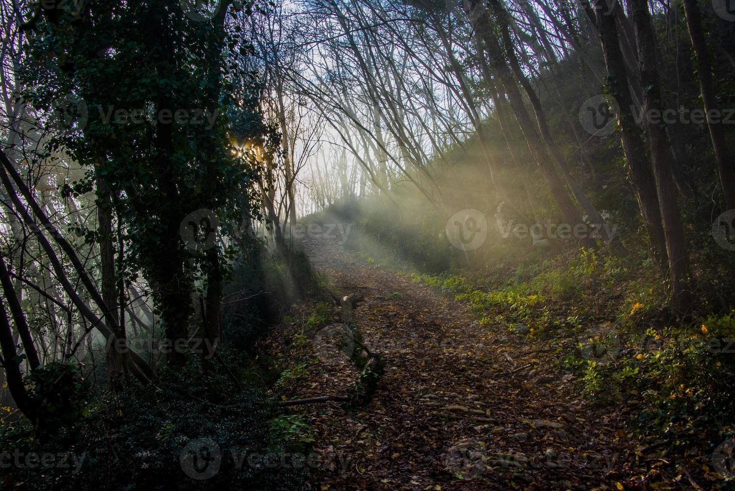 path through enchanted woods photo