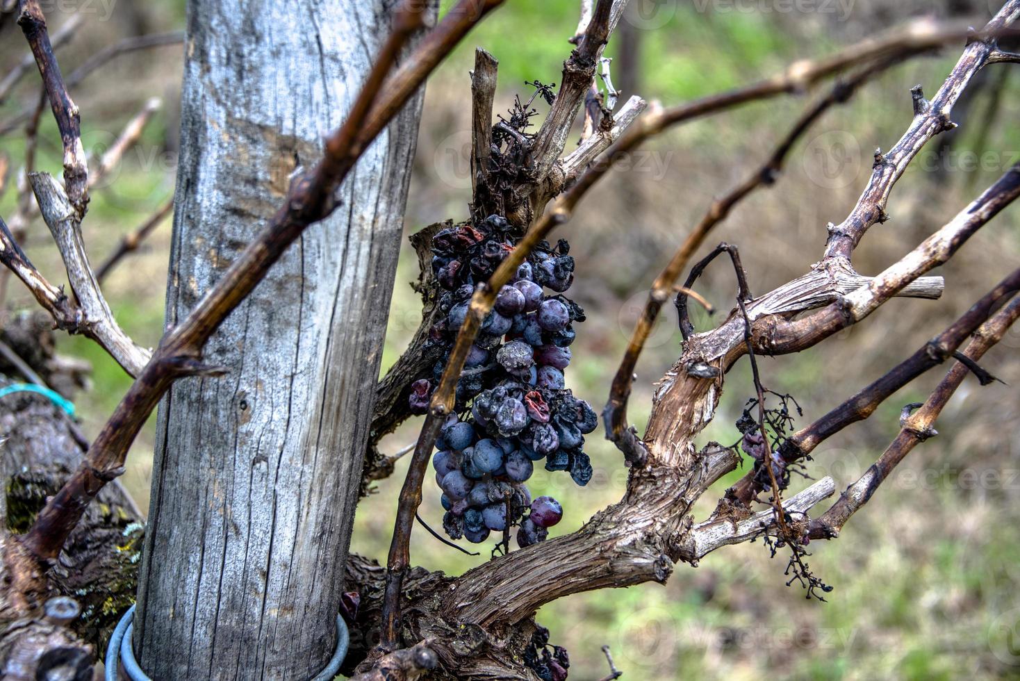 forgotten grapes zero photo