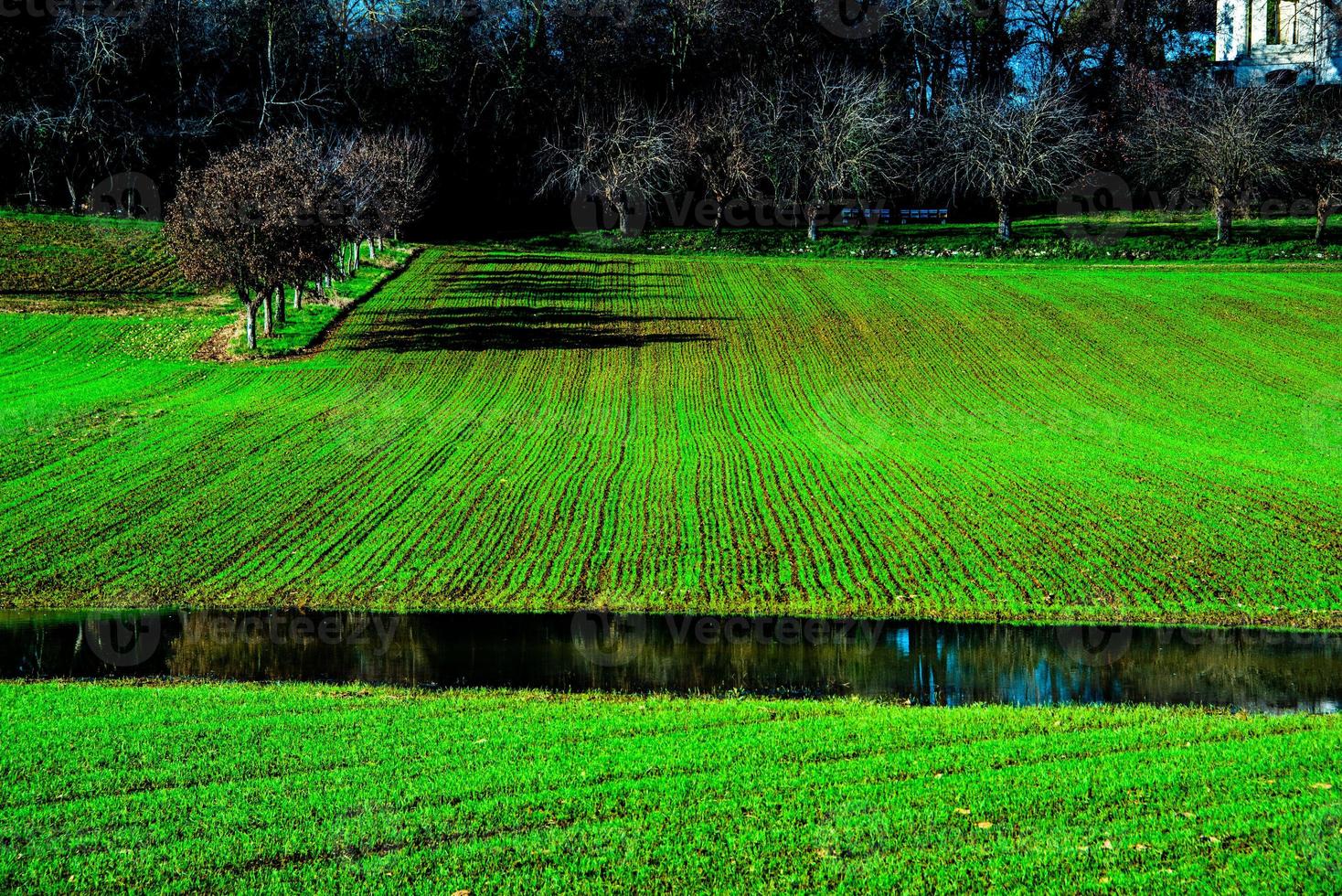 Vicenza sown fields grow photo