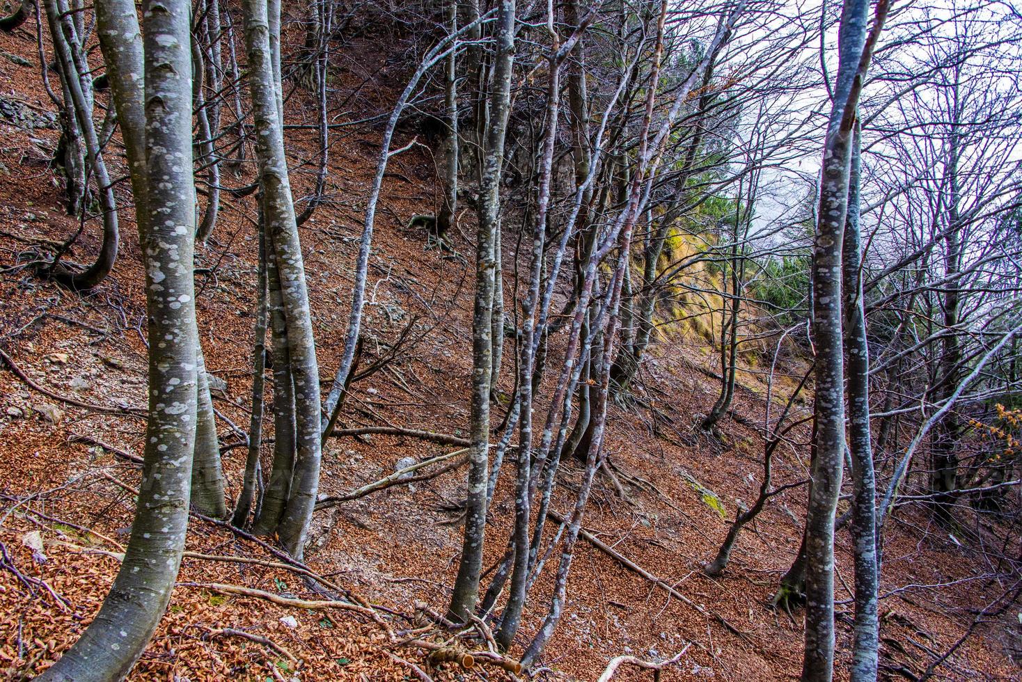 bosque de otoño cero foto