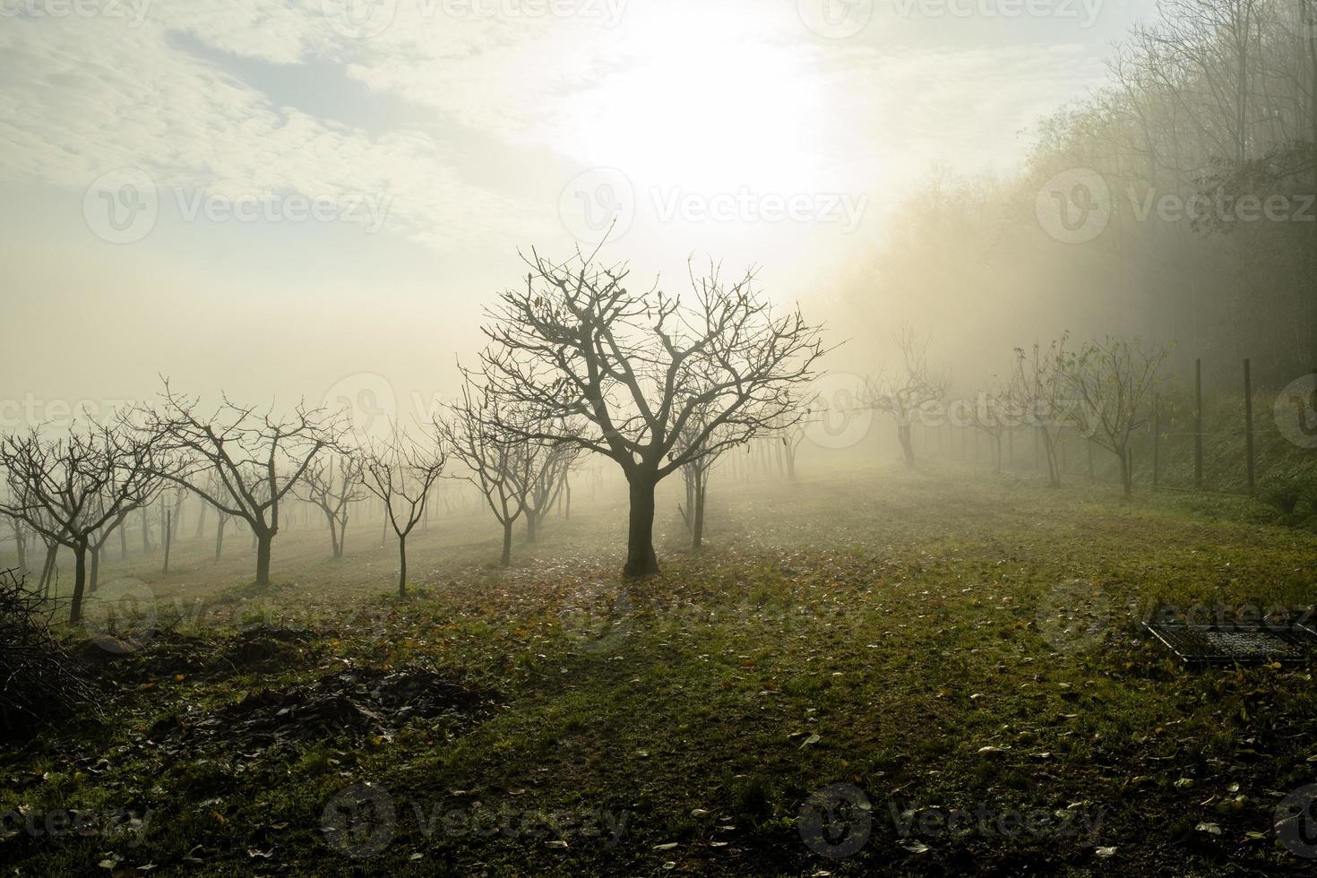 trees in the fog photo