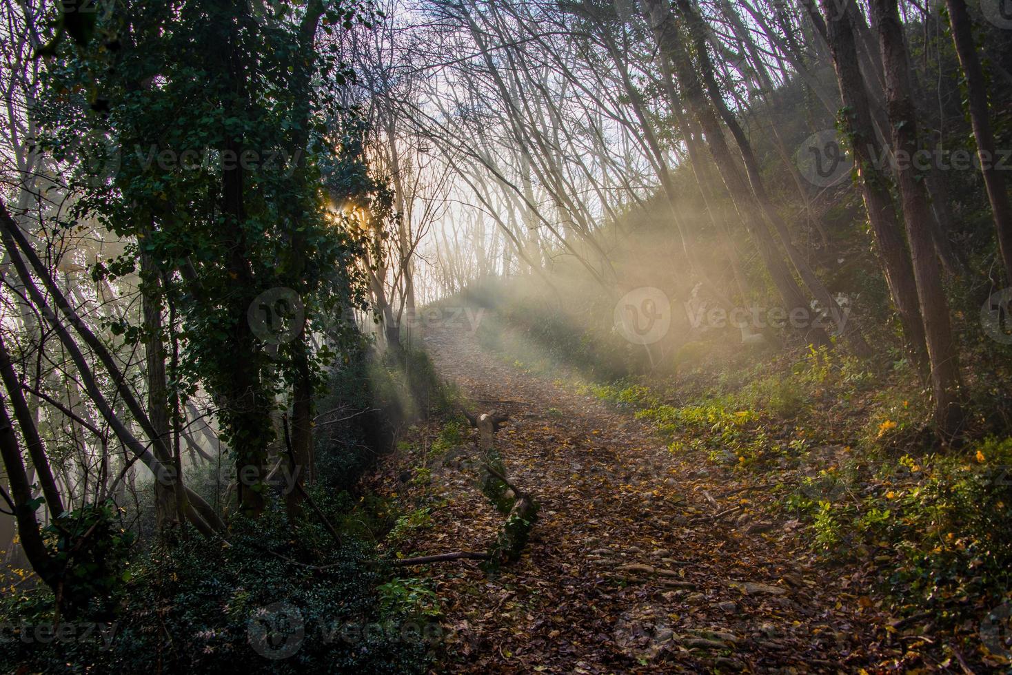 the sun filters through the autumn branches photo