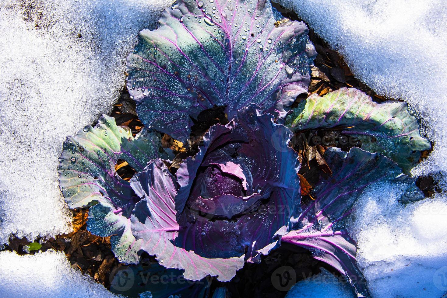 cabbage in the snow photo