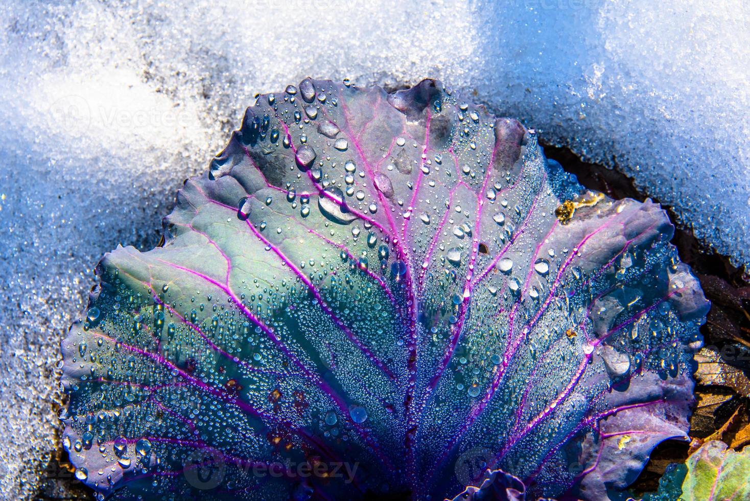cabbage leaf in the snow photo