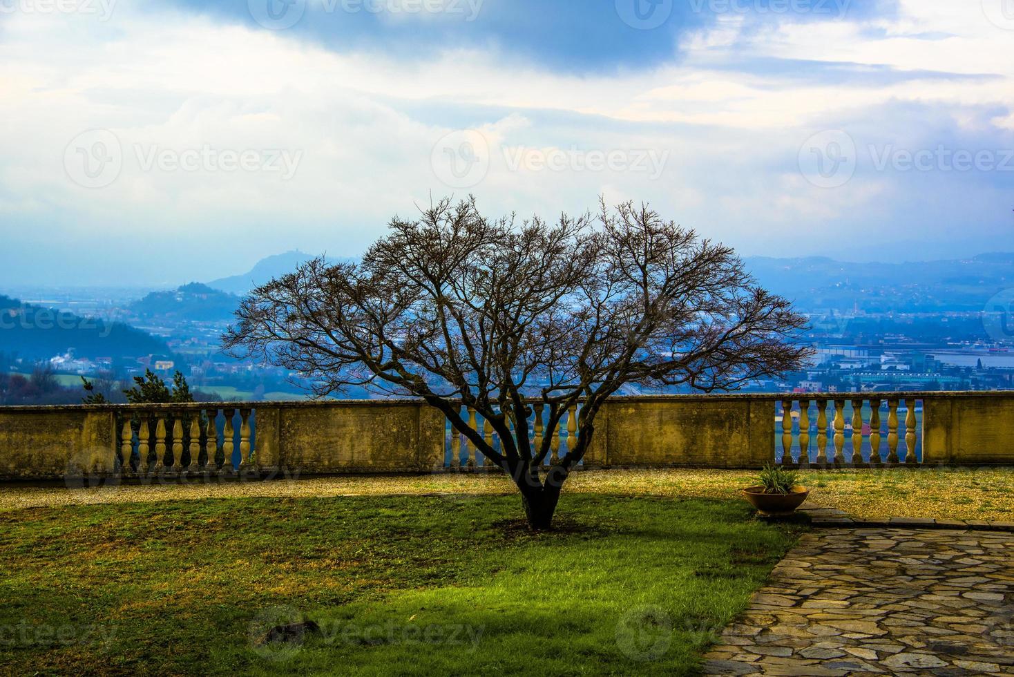 árbol con panorama foto