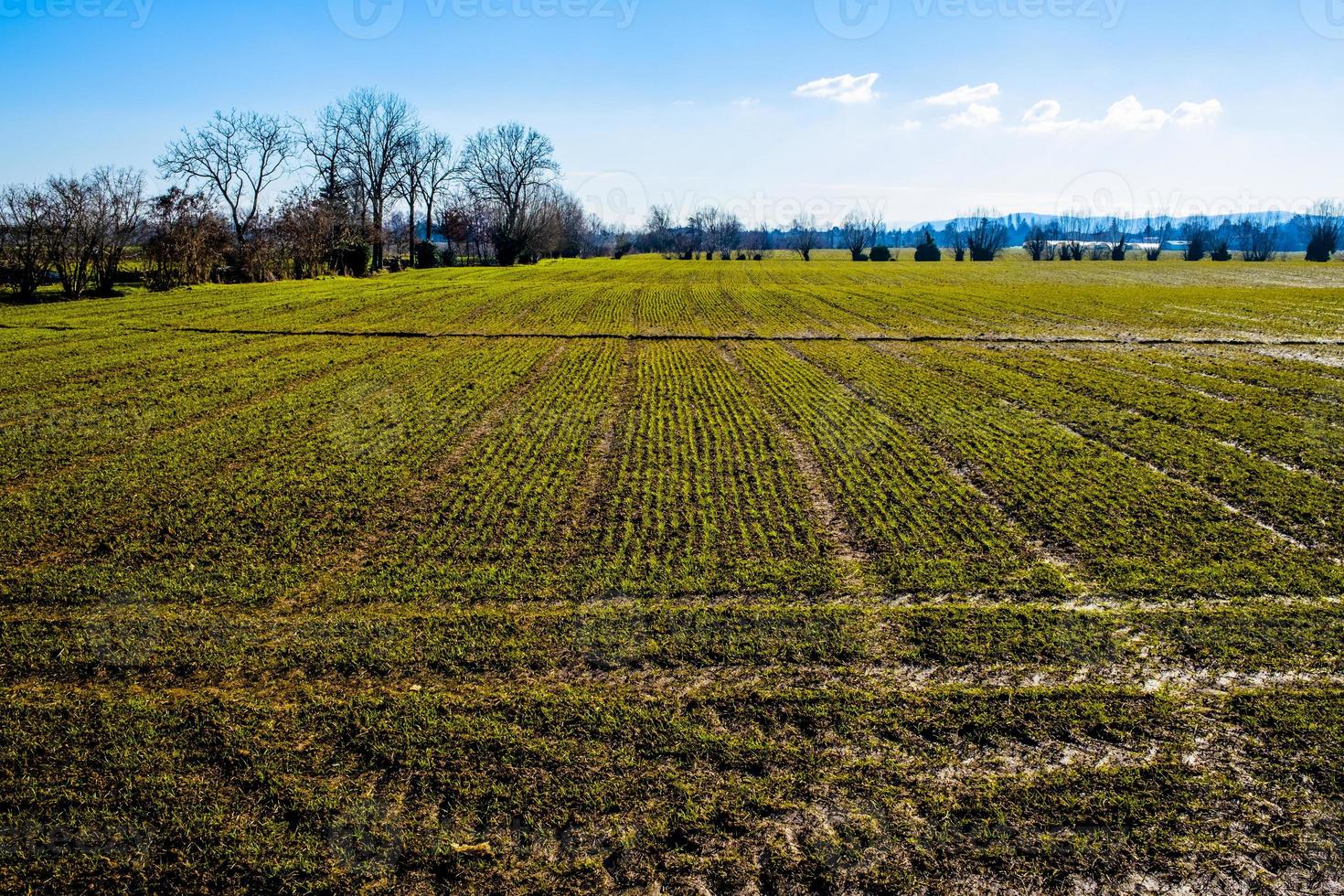 green lines on a sown field photo