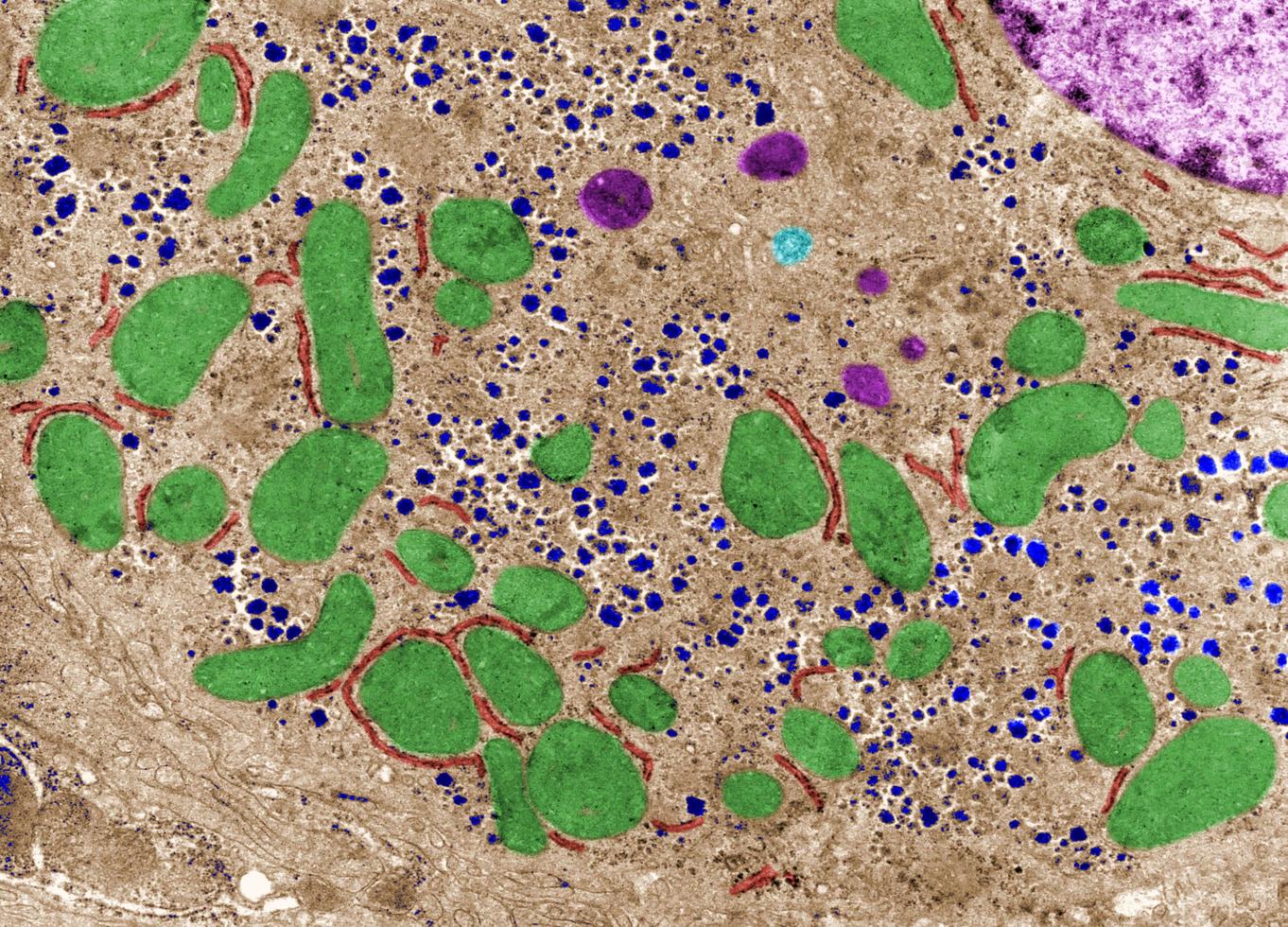 Cytoplasm Cell organelles False colour TEM photo