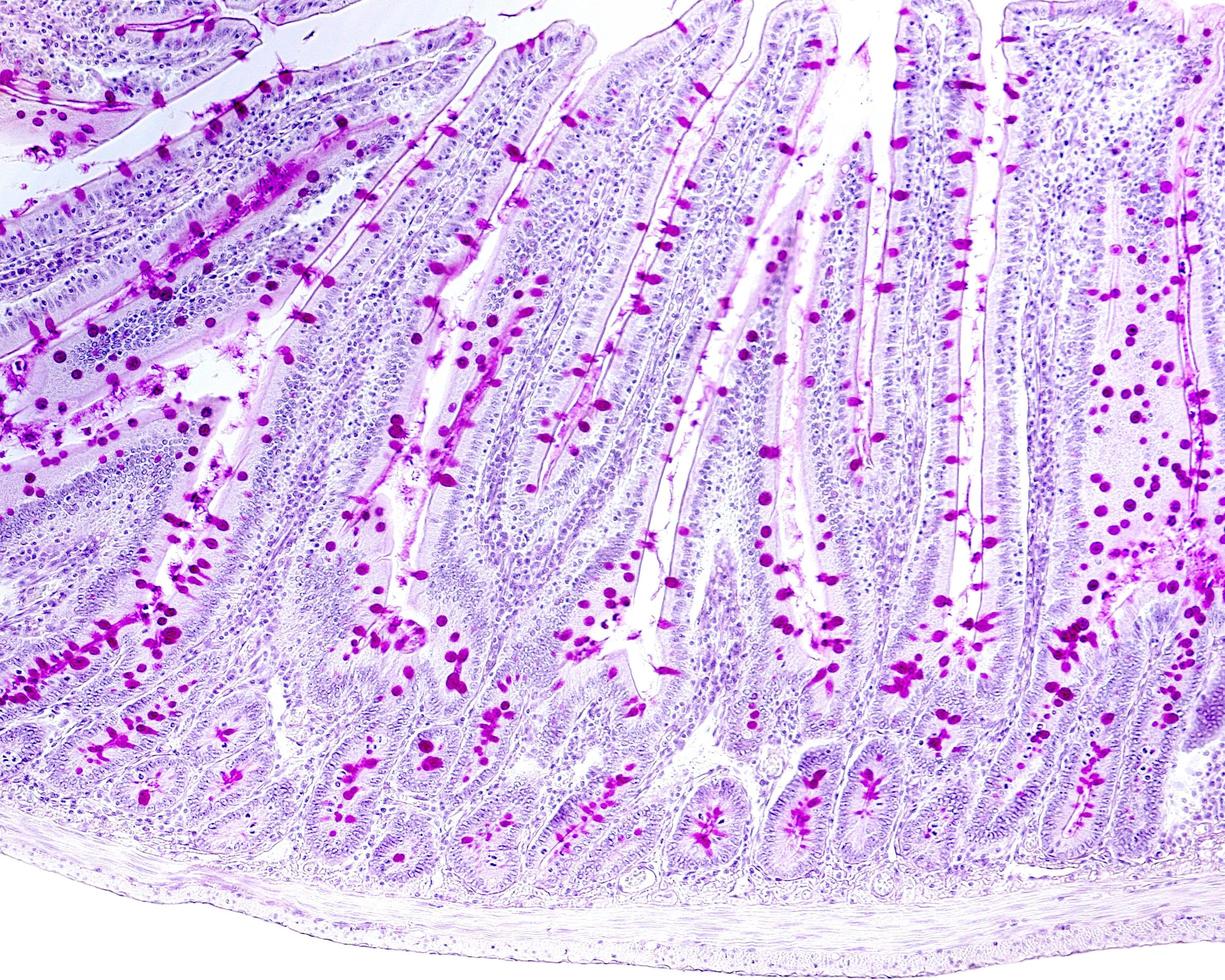 células caliciformes epitelio del intestino delgado foto