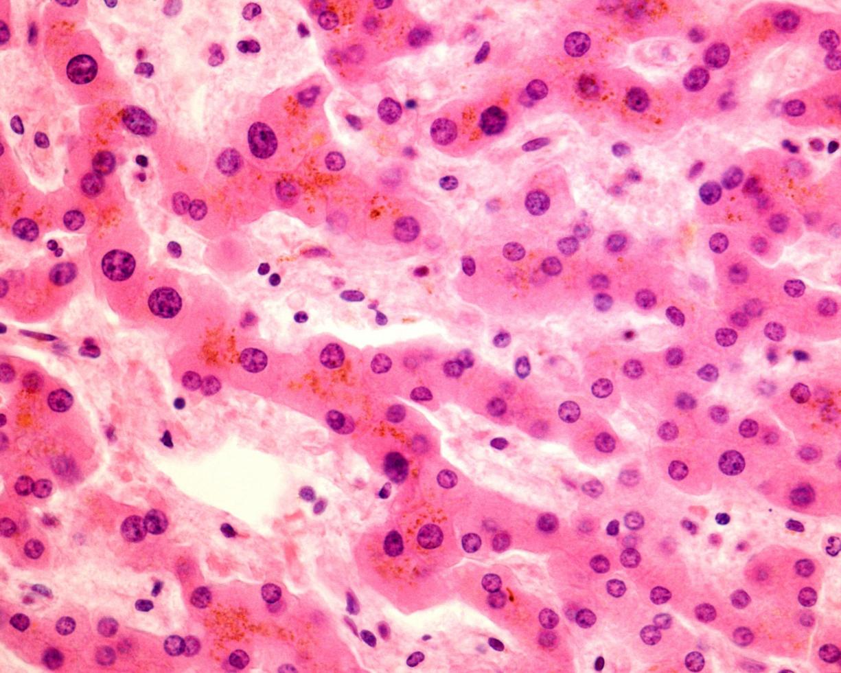 Hepatocytes light micrograph photo