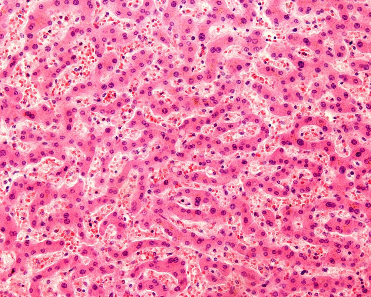 Human liver Hepatocytes photo