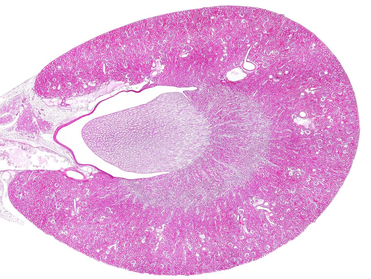 corteza renal y médula foto