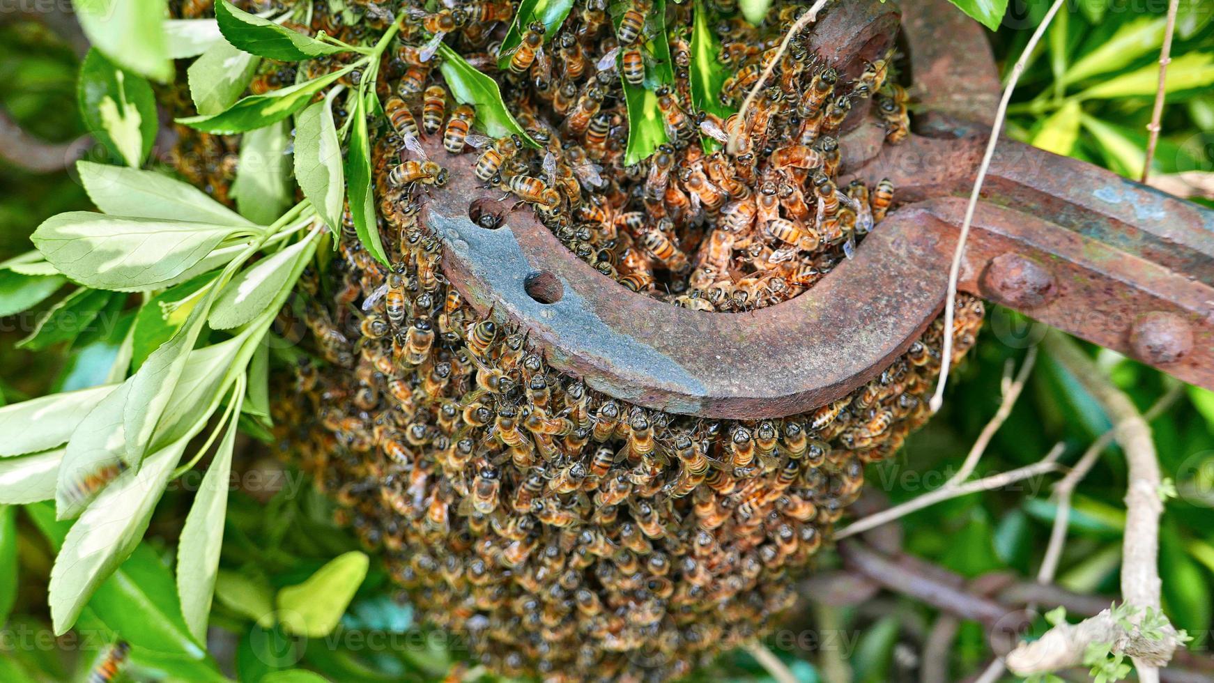enjambre de abejas naturales en el campo foto