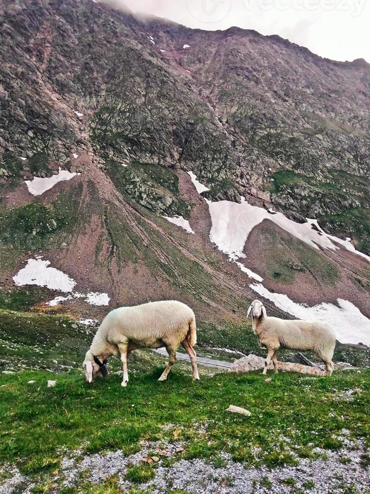 Sheep in the high mountains photo