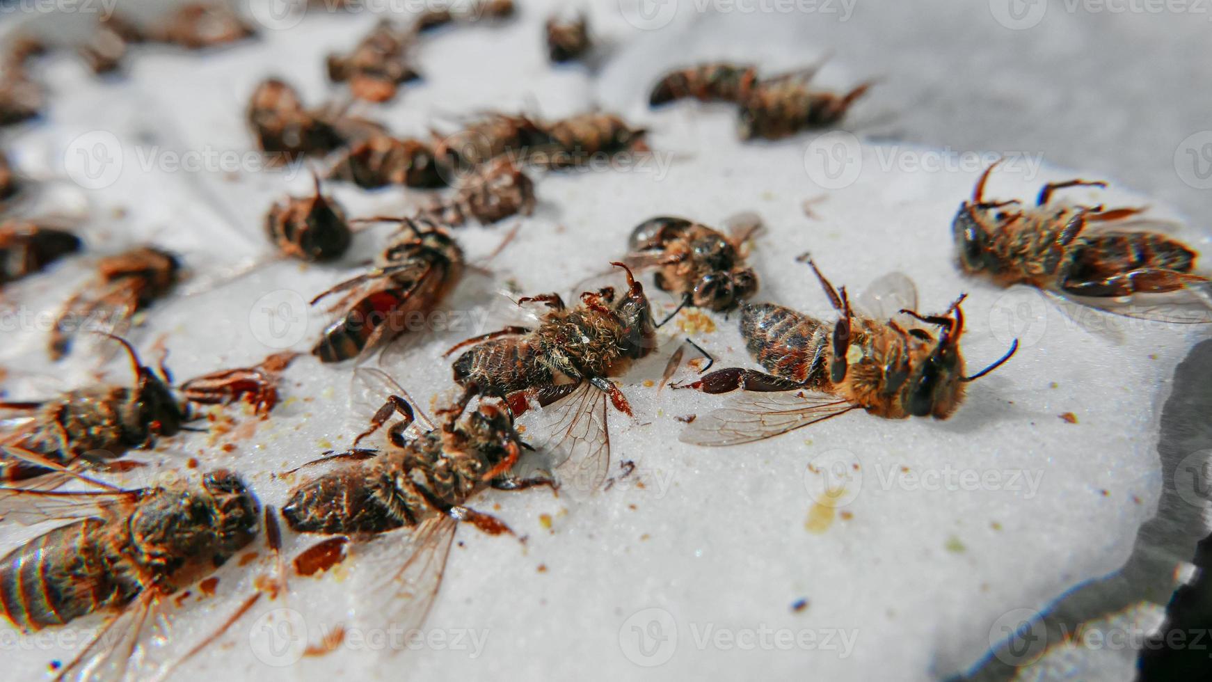 Group of dead bees photo