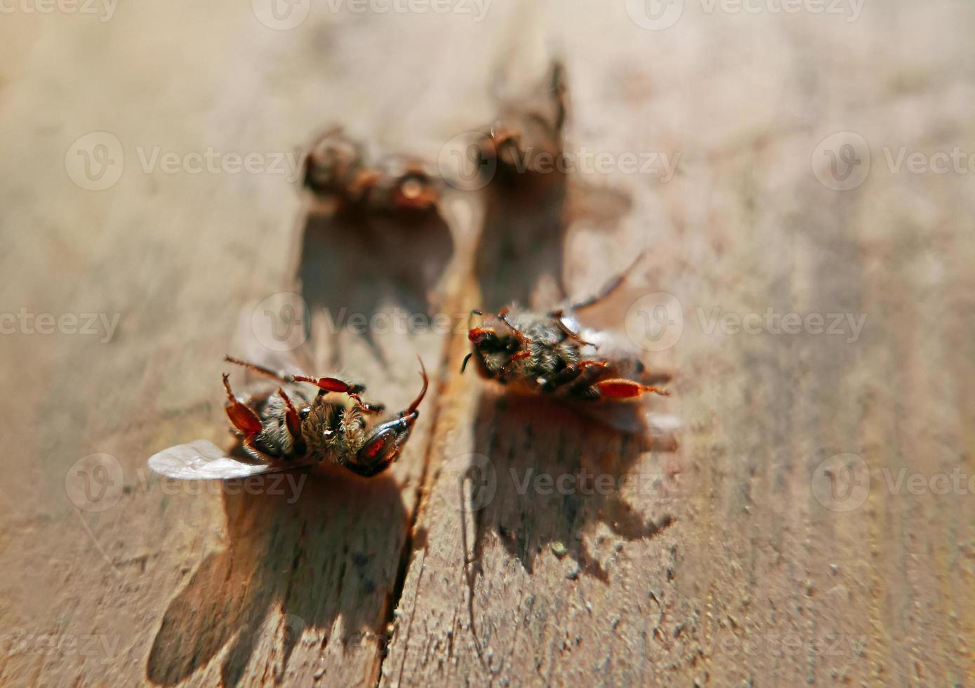 Dead bees on wood photo