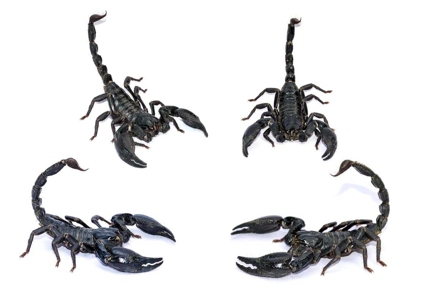 Black Scorpion isolated on white background photo