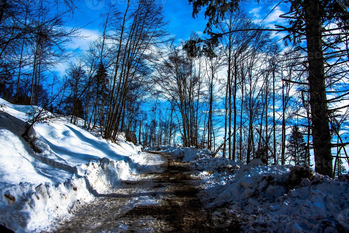 camino entre bosque y nieve foto