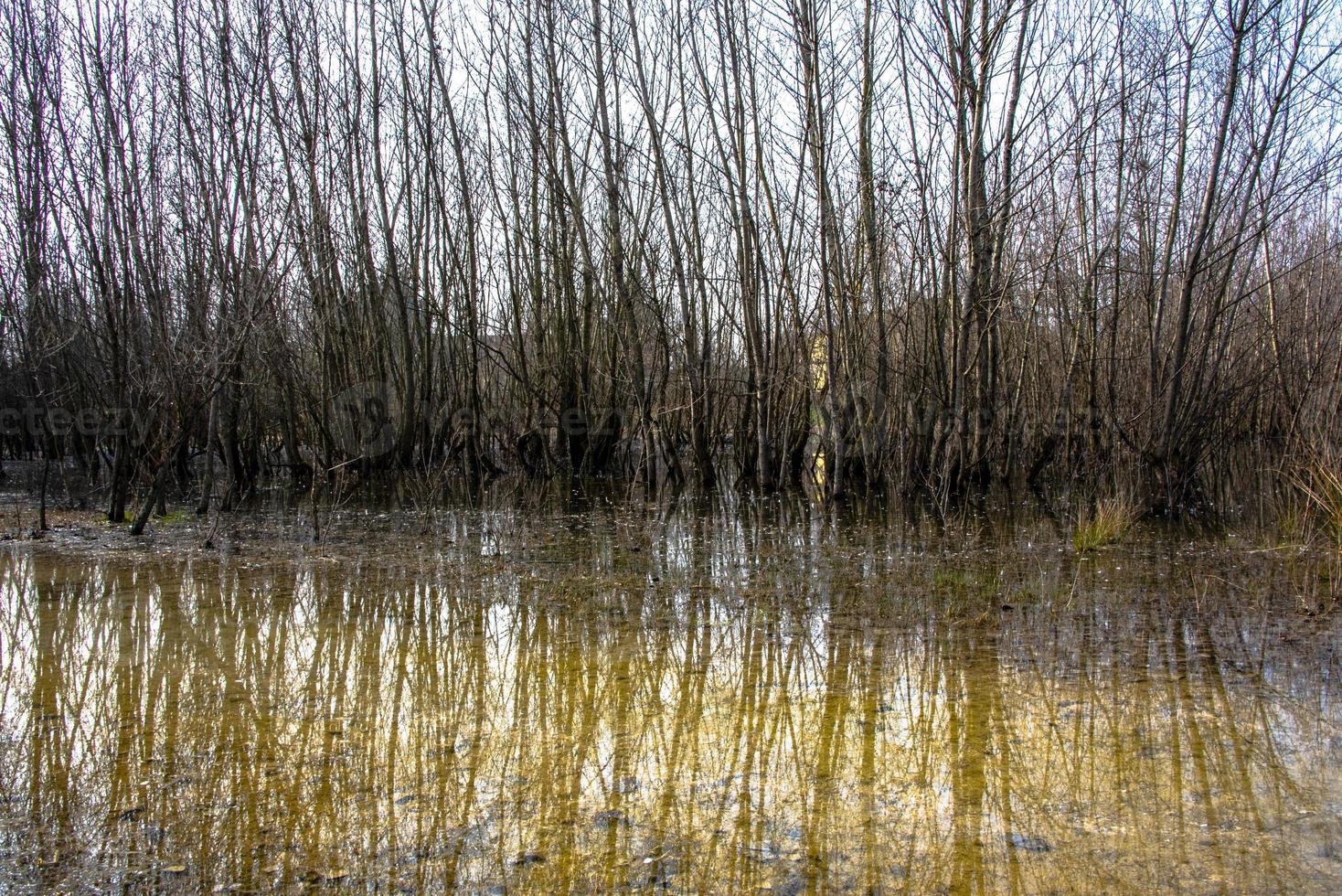 pantanos de invierno cero foto