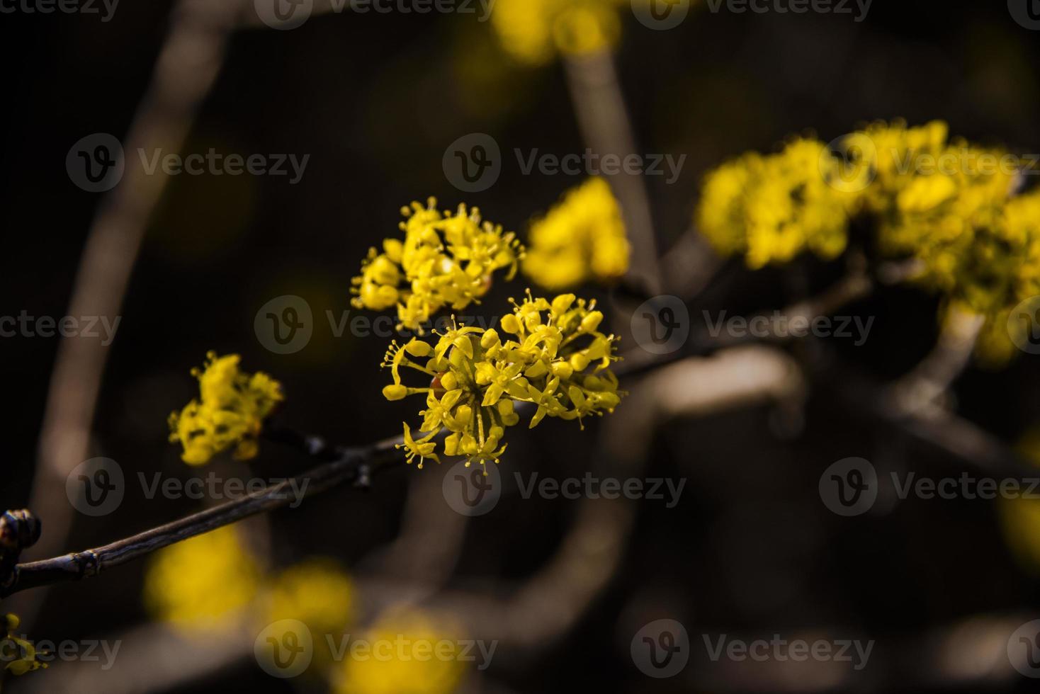 Cornus mas zero photo