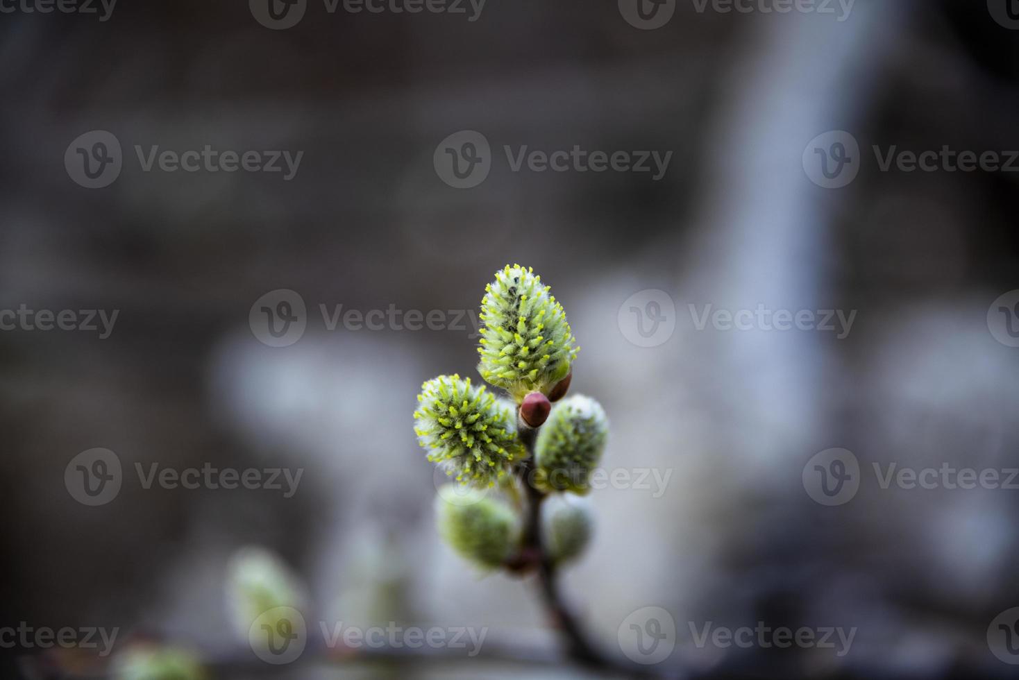 salix caprea cero foto