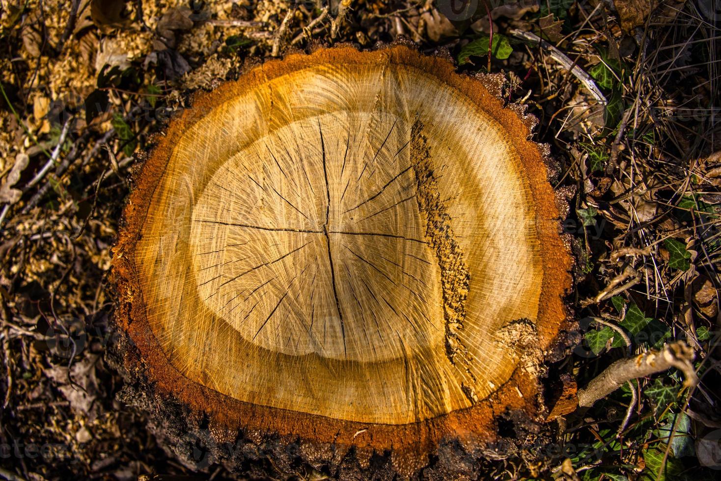 cortar tronco de árbol foto