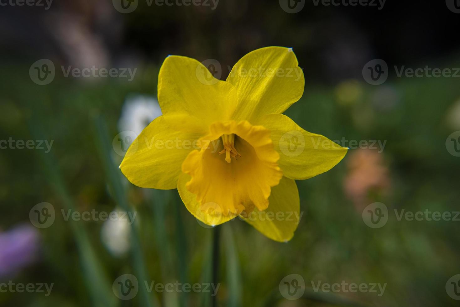 20210313 Narcissus Pseudonarcissus photo