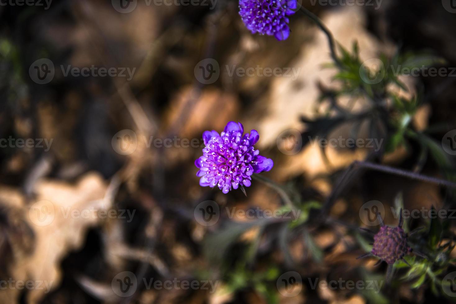 20210313 Scabiosa Columbaria photo