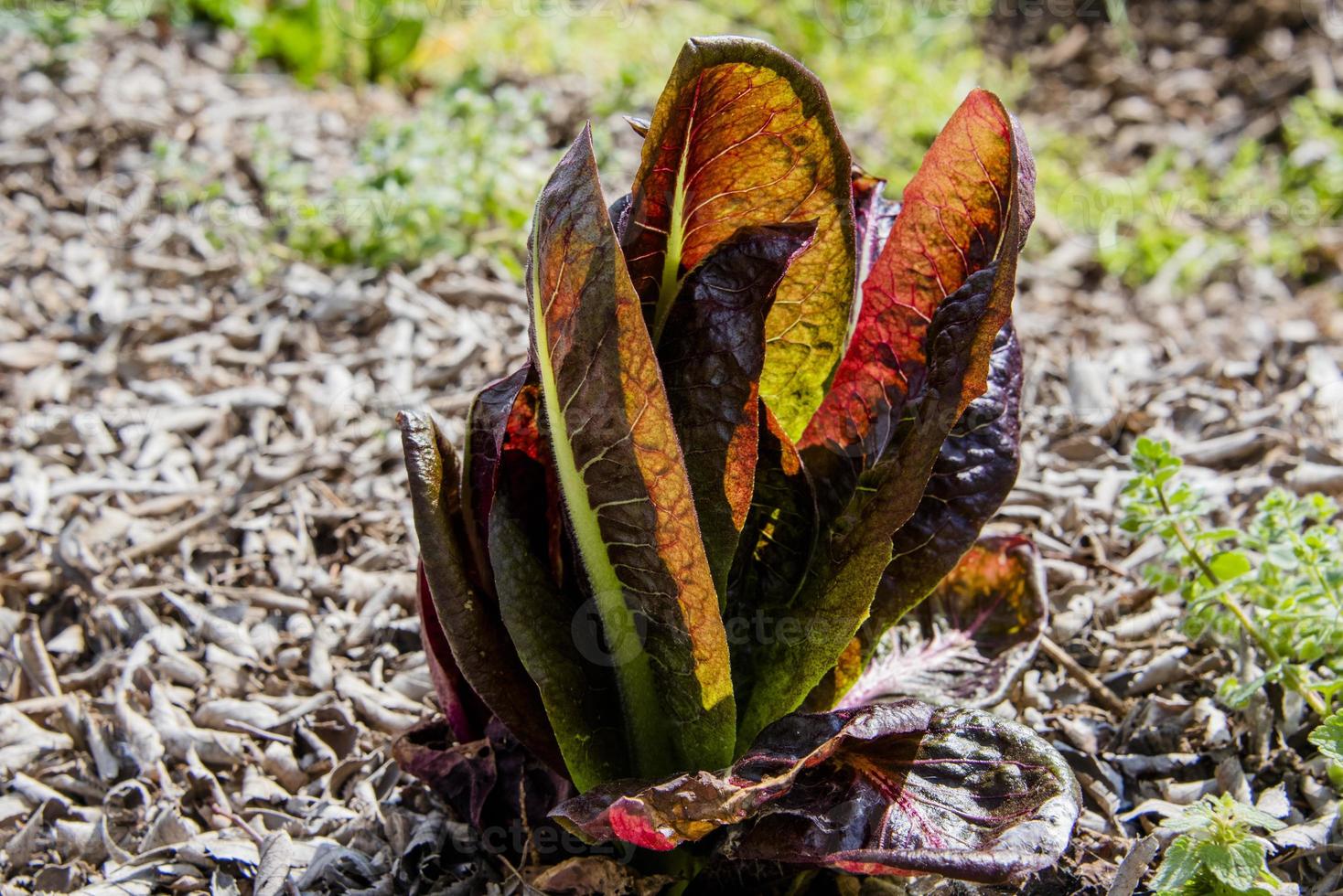 202144 Montemezzo edible radicchio photo