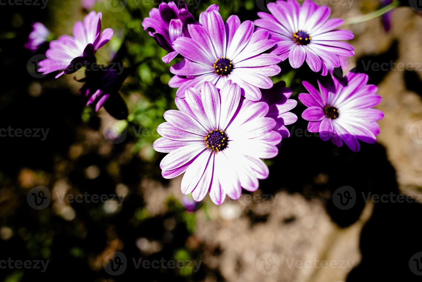 2021427 Sovizzo Osteospermum ecklonis photo